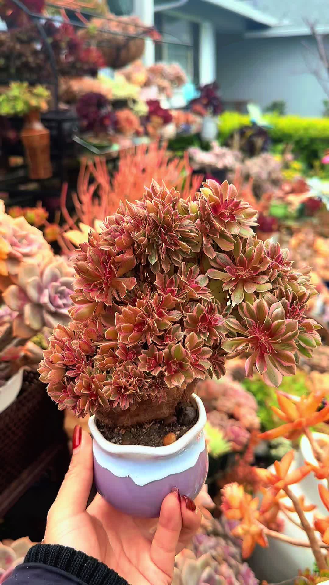 @euphoriablooms