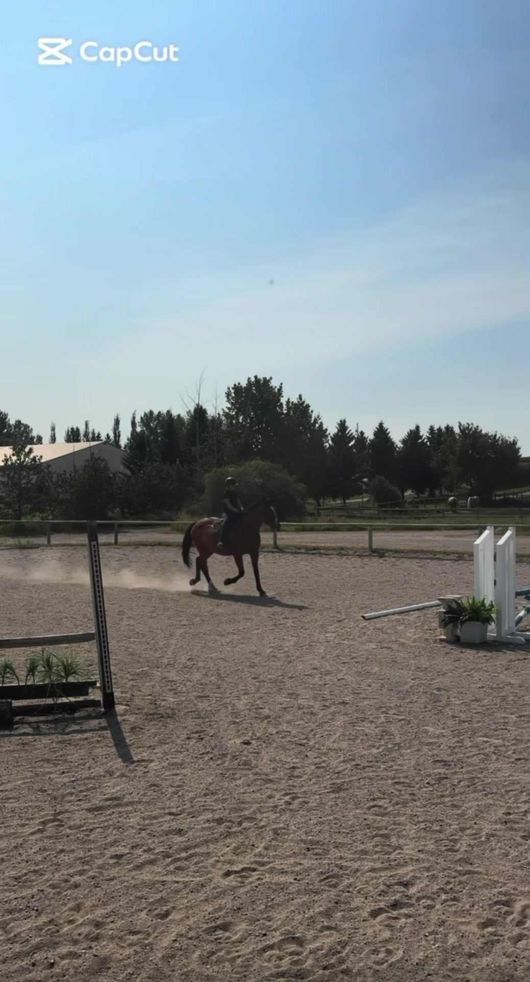@Kaya_Equine _Molly