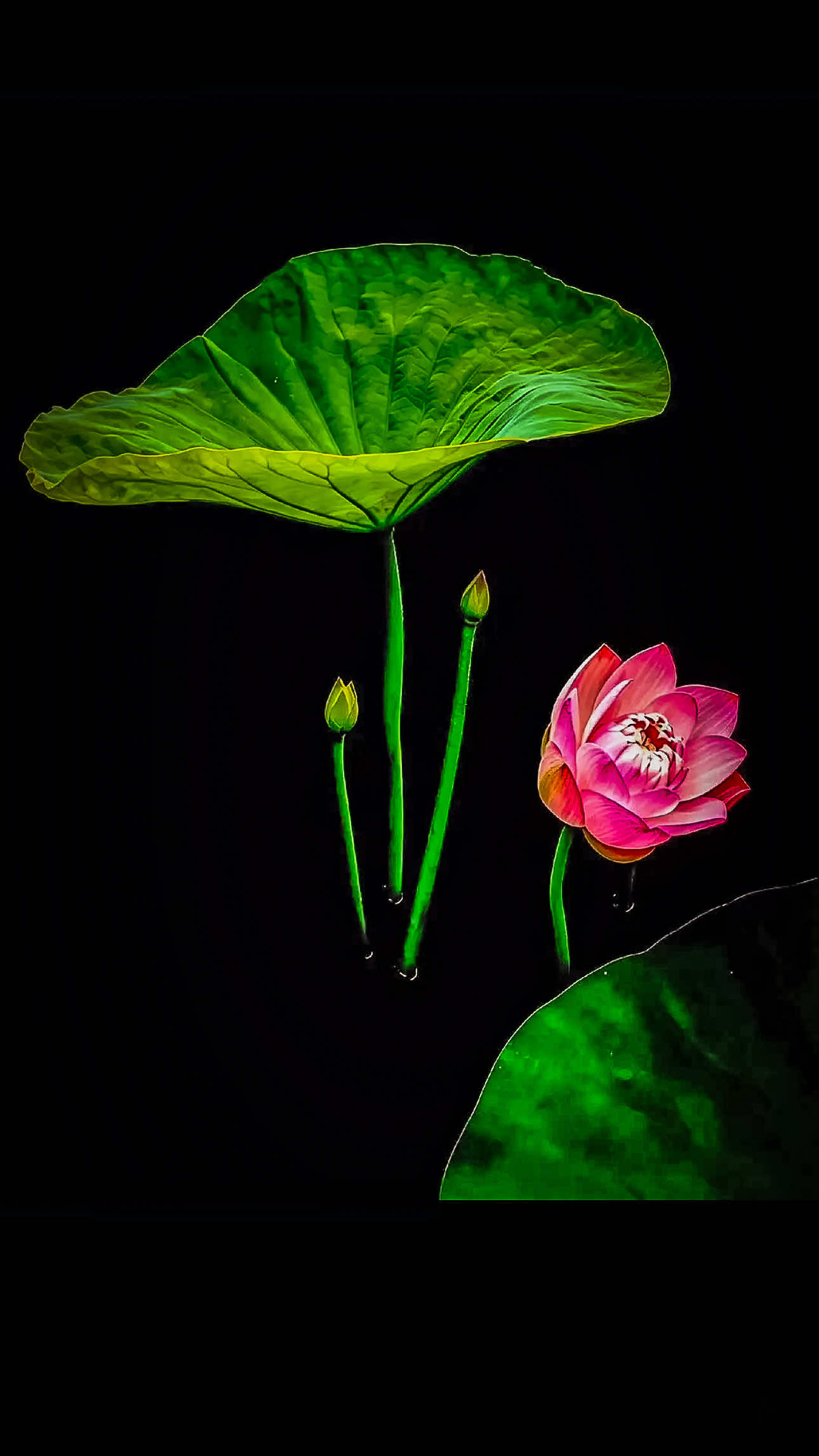 @𝑻𝒂̂𝒏 𝑻𝒉𝒊