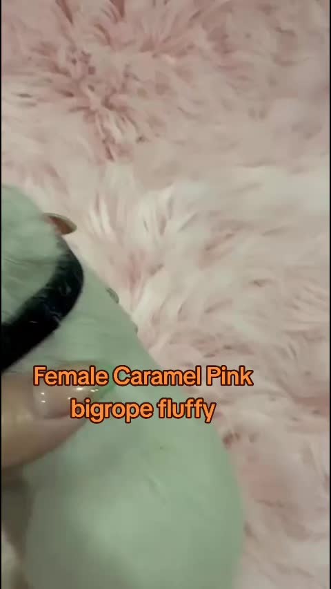 @Tommy_Yari_Frenchie