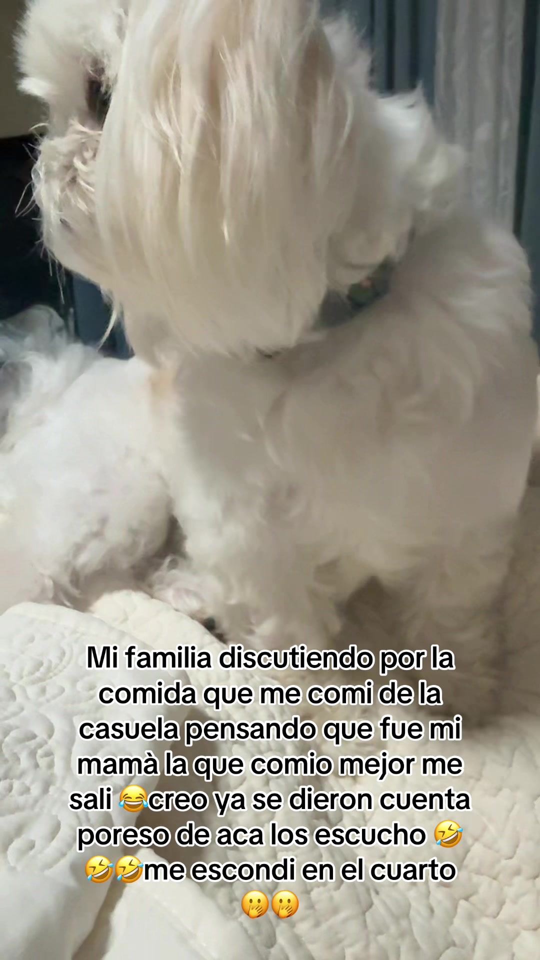 @Michoacanaallyzone