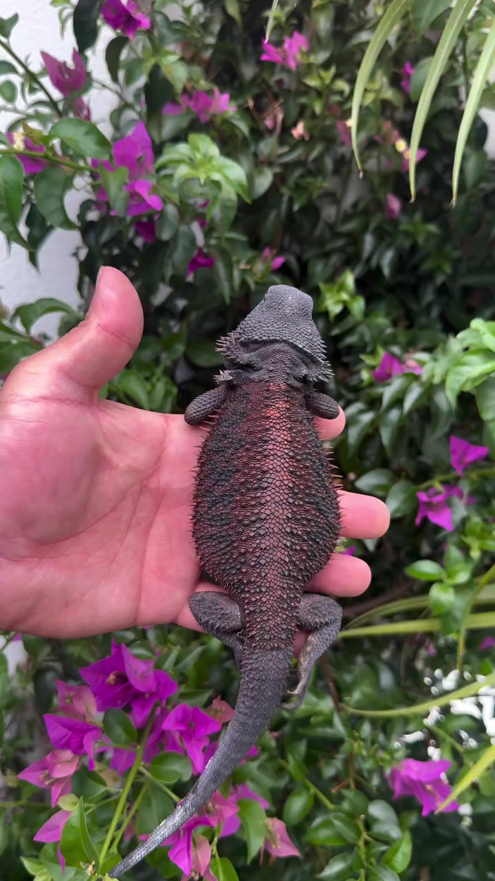 @Morph Reptiles