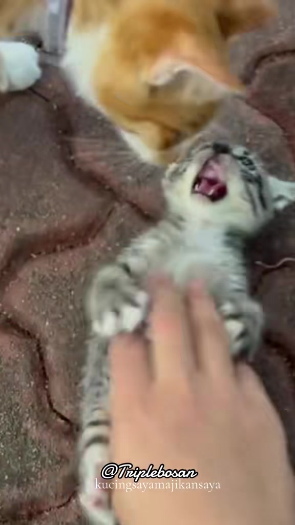 @KUCING SAYA MAJIKAN SAYA|BIHA