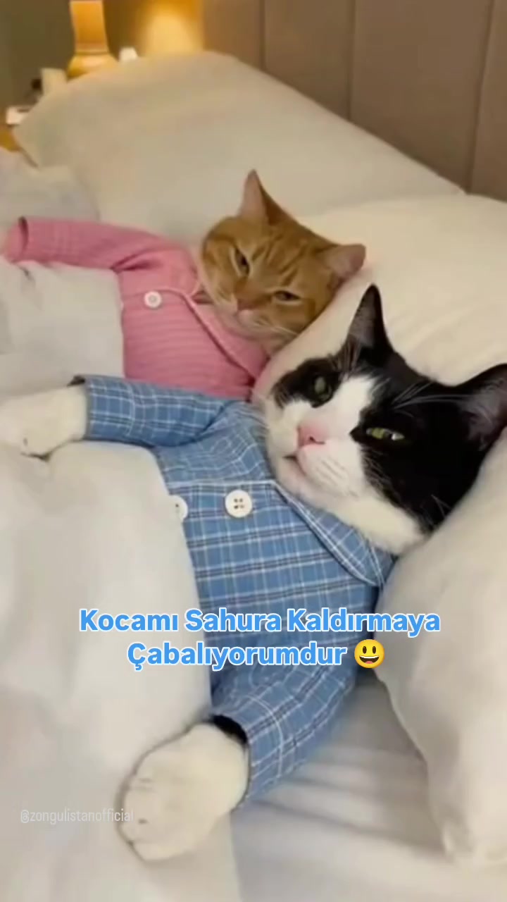 @çılgın...kediler