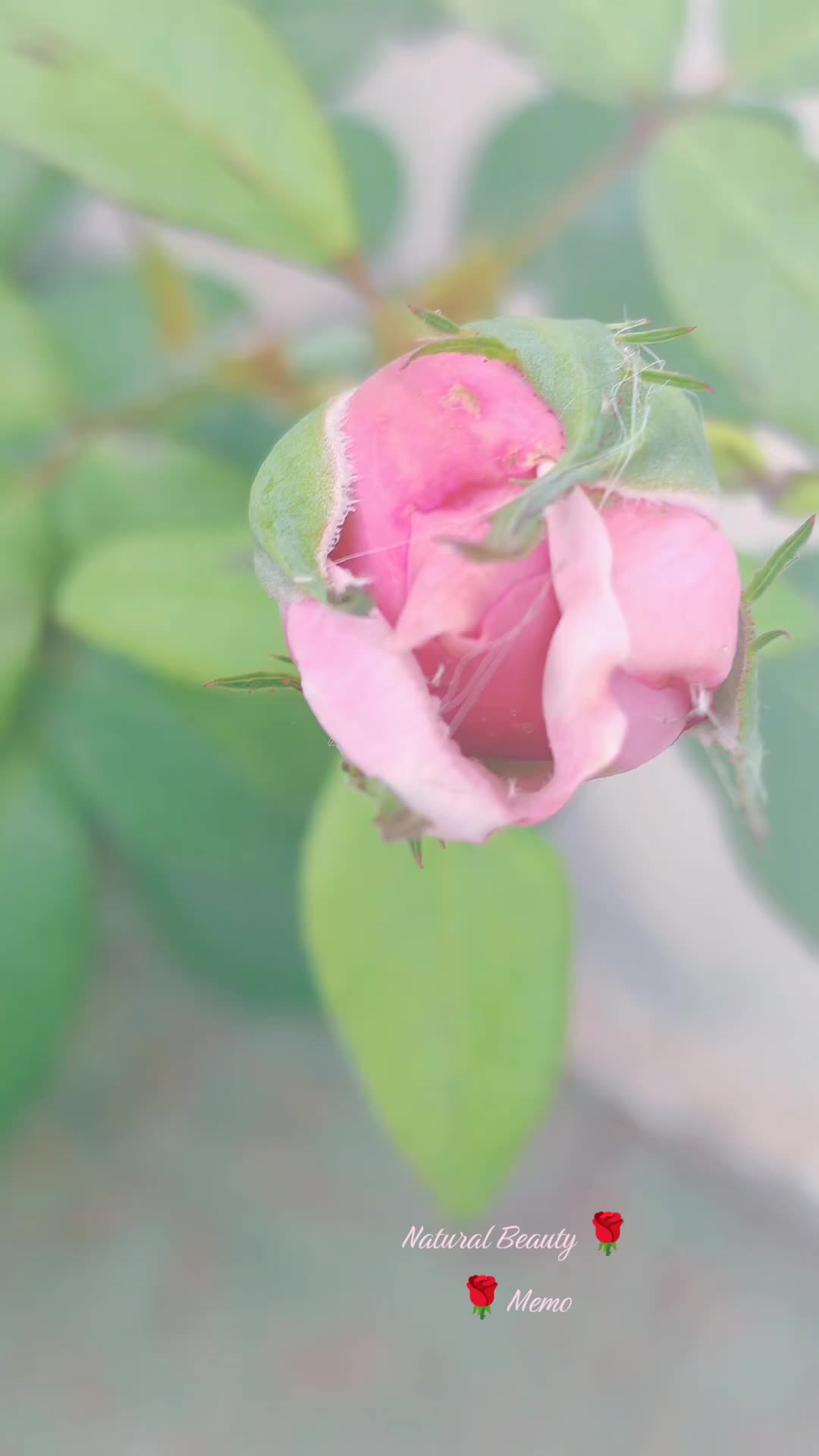 @Thida Htun