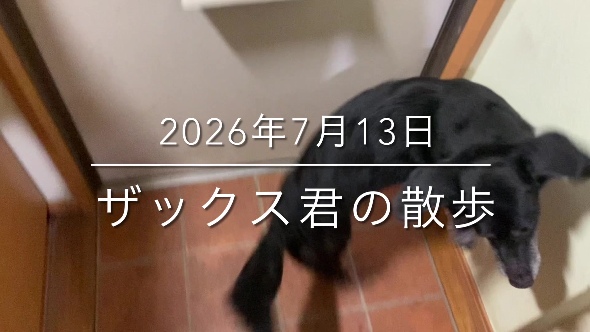 @sakihaman