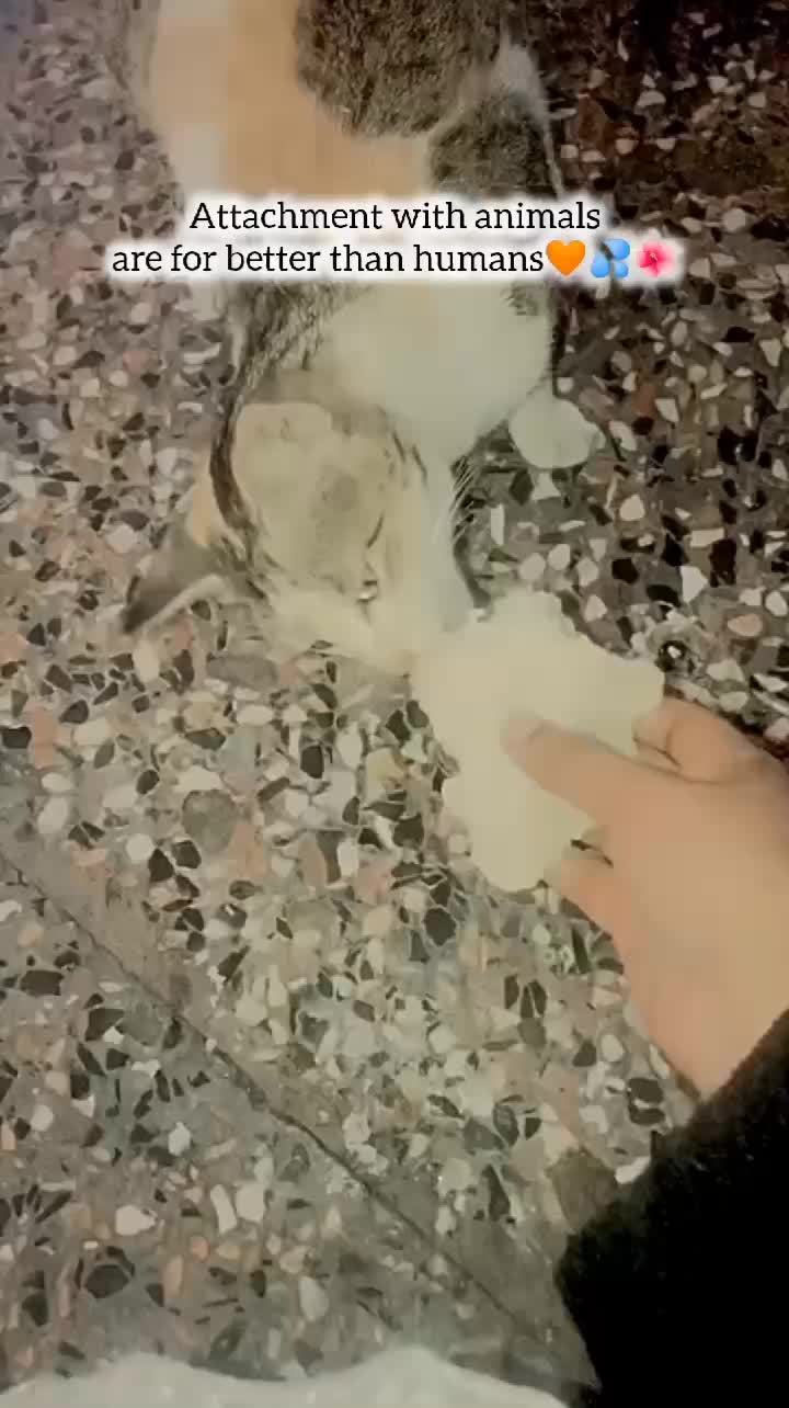 @🦋♡Qکنول♡🦋