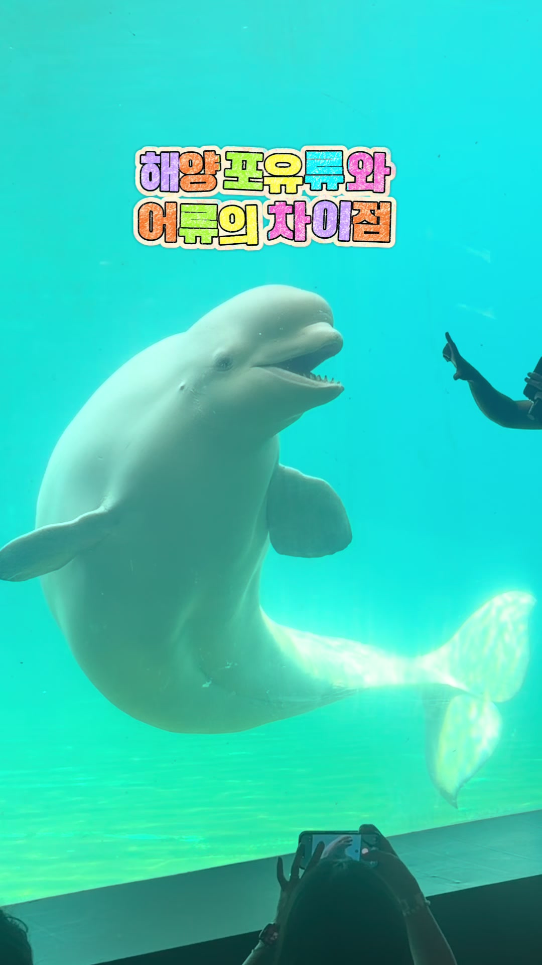 @DolphinTok