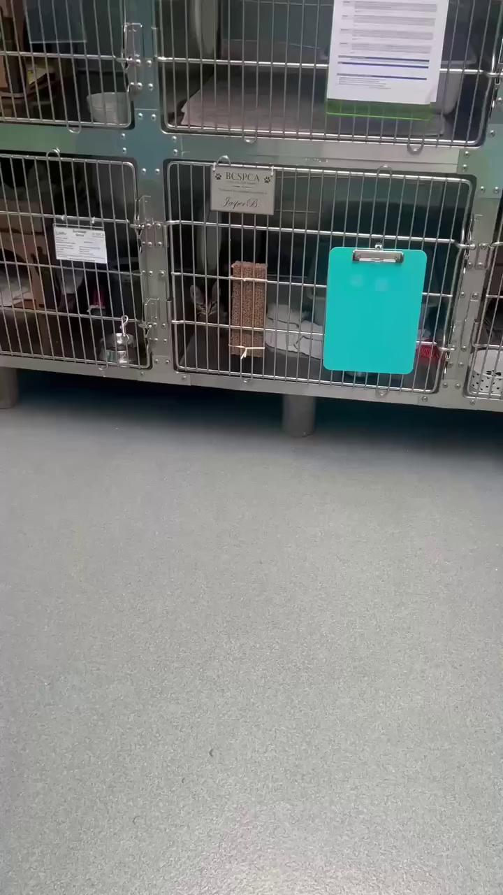 @BC SPCA