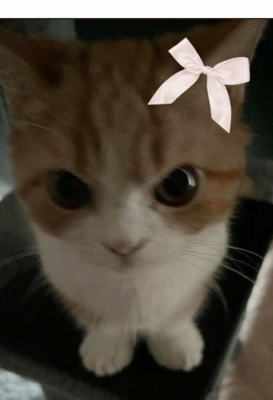 @ѕн&iota;к&iota;я&alpha;?