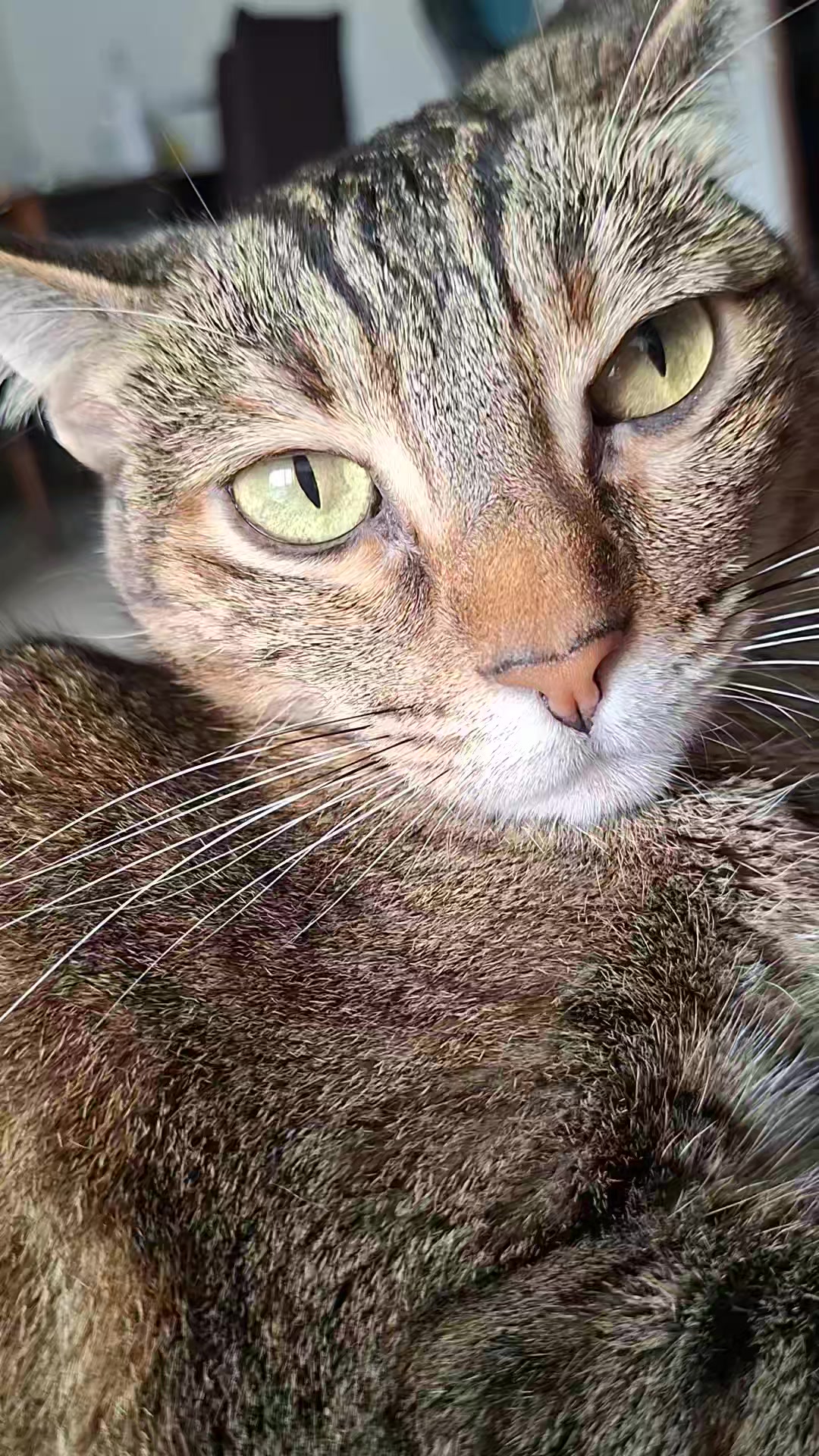 @KAI 🐈 Y LUA🐈⬛