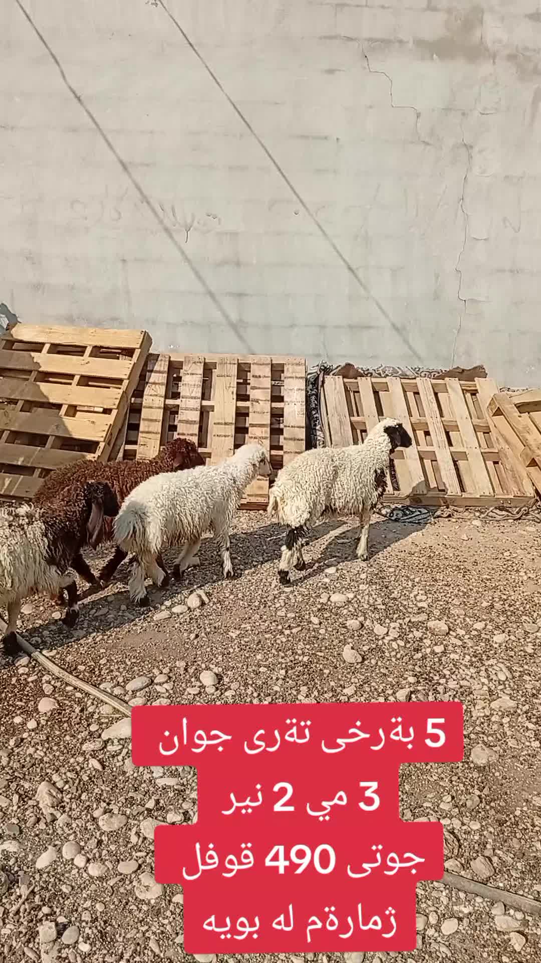 @احمد الكوردي