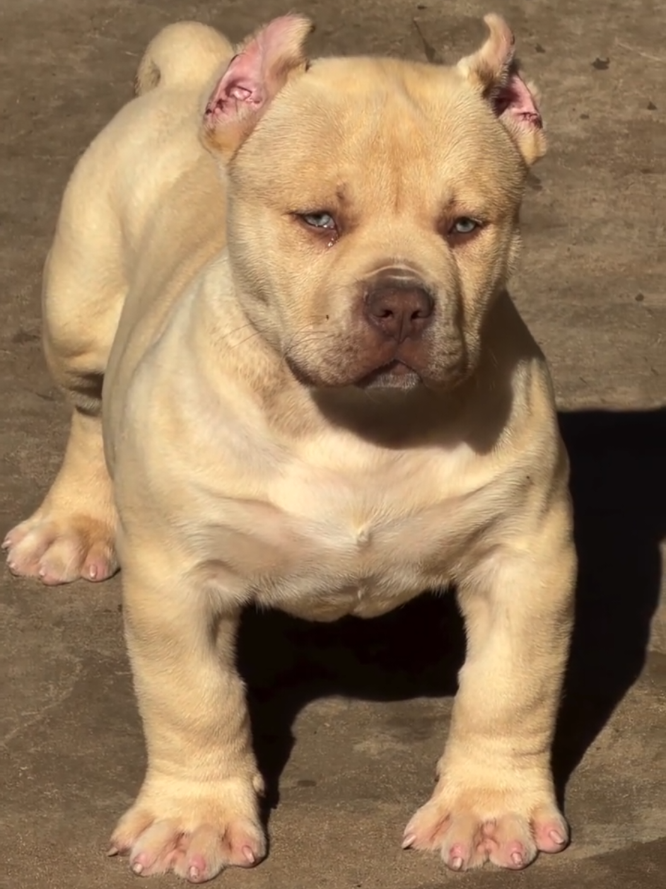 @K9 DZ