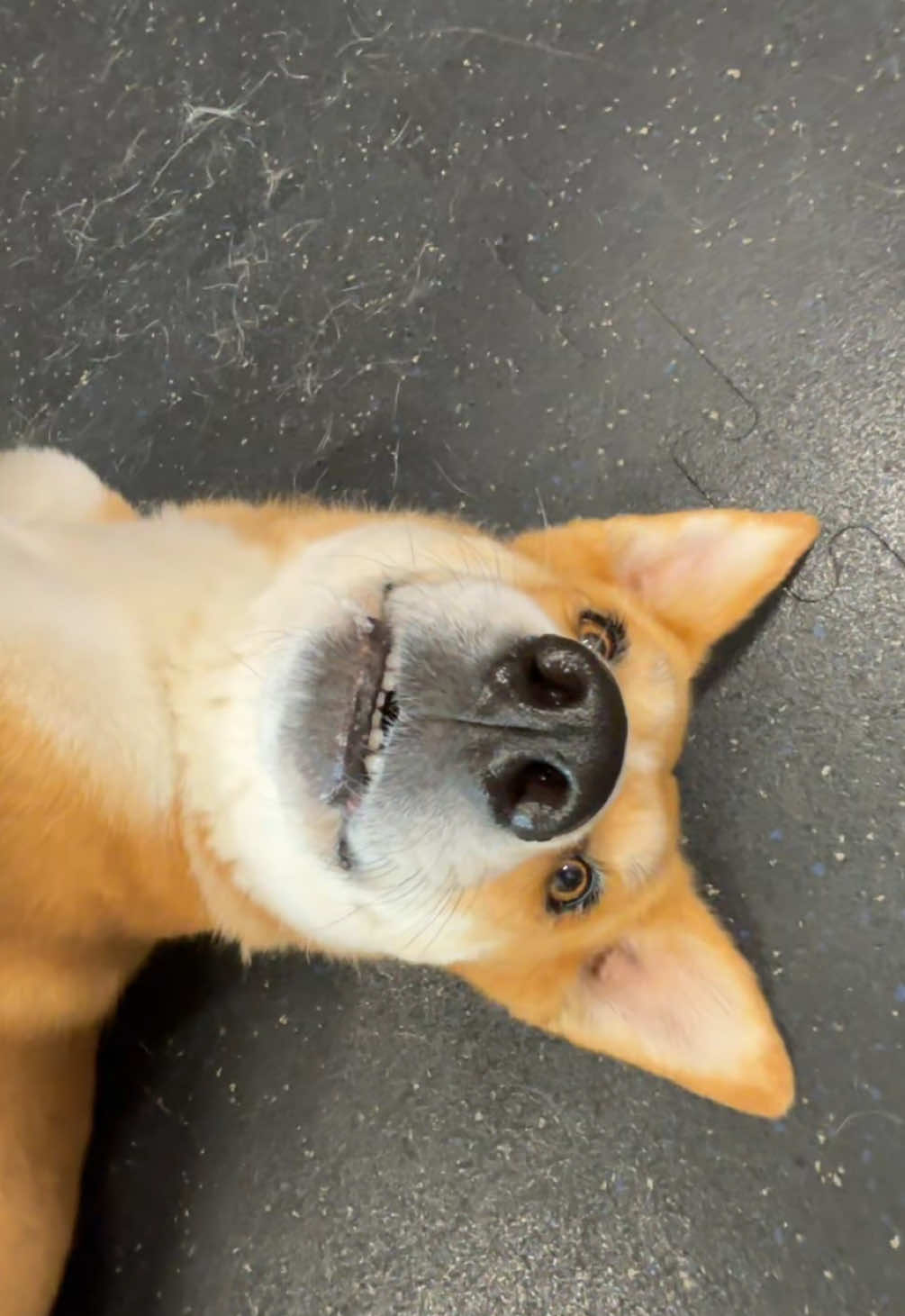 @BW.K9.Rehab🇨🇦