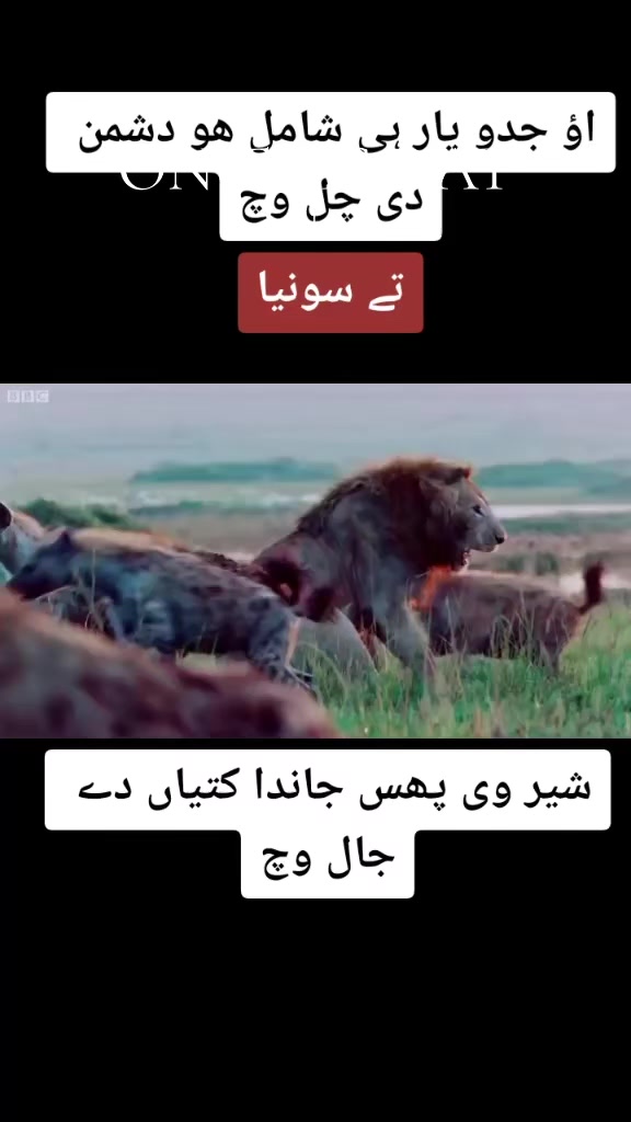 @احمر مشتاق ورک 🫀✨️😘