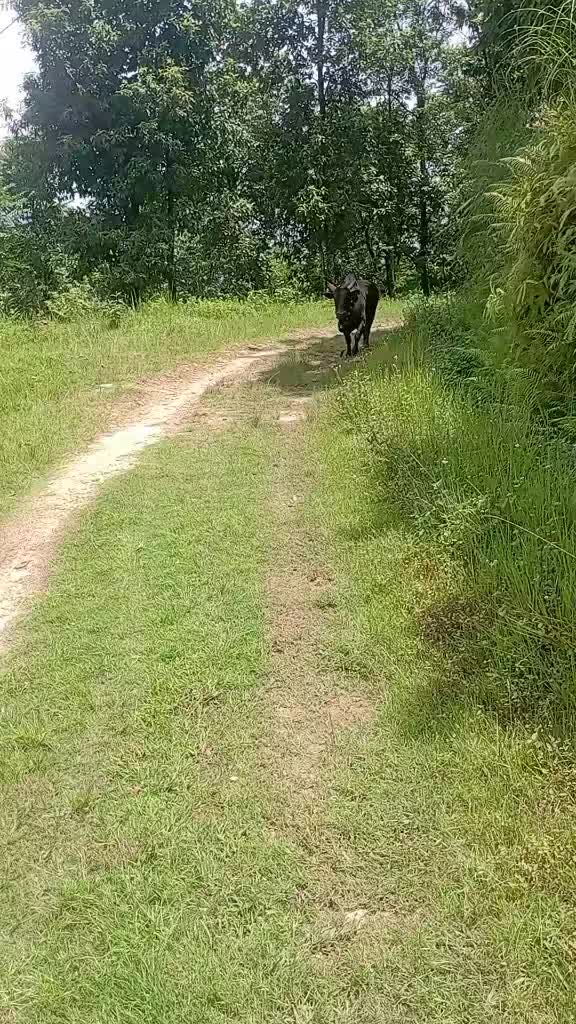 @Tanahun tiger