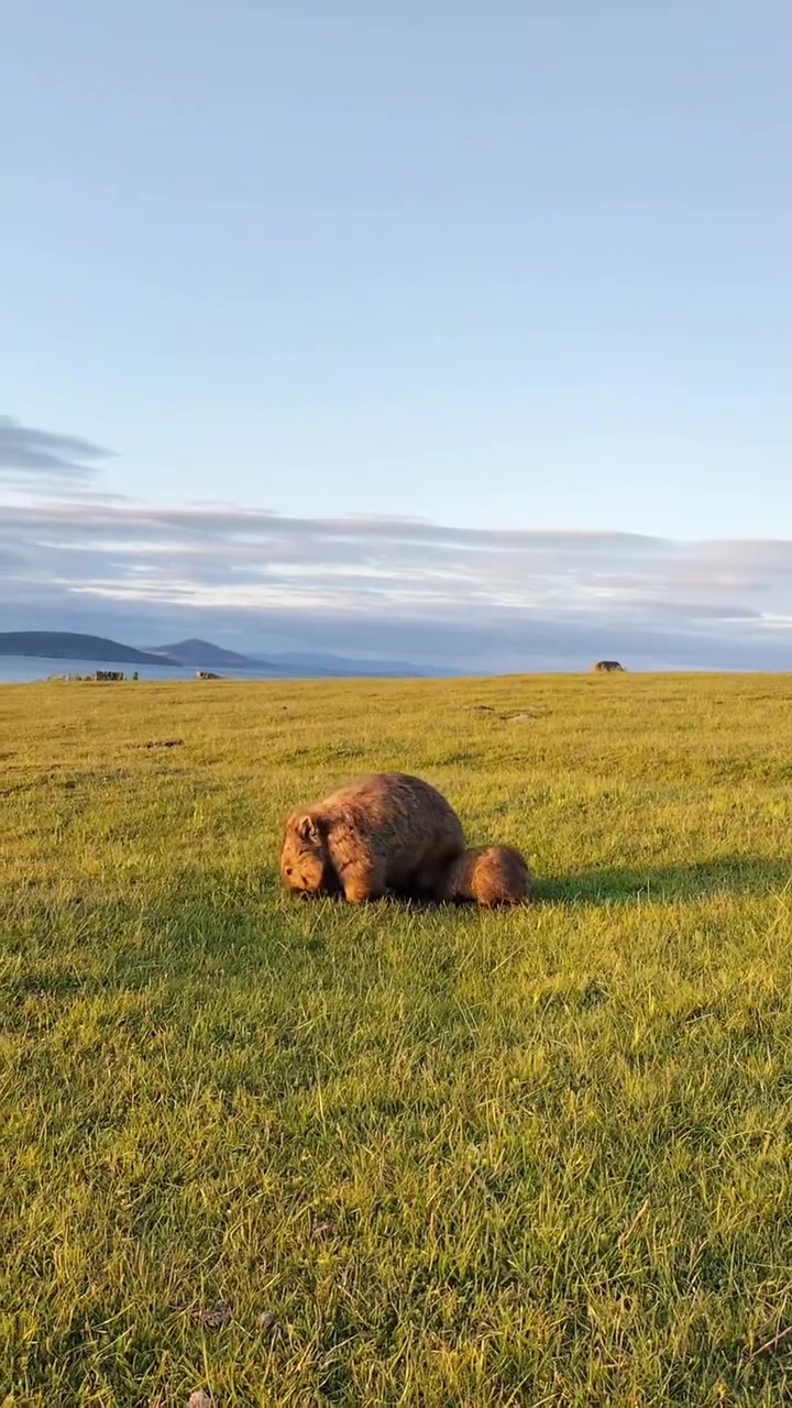 @Australia