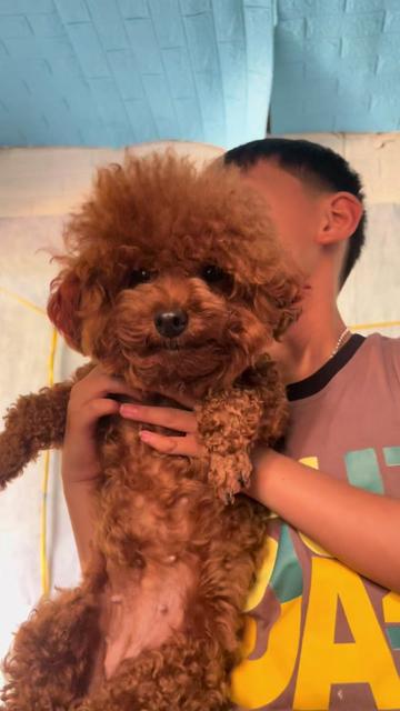 @Nị Đẹp Chó 🐶
