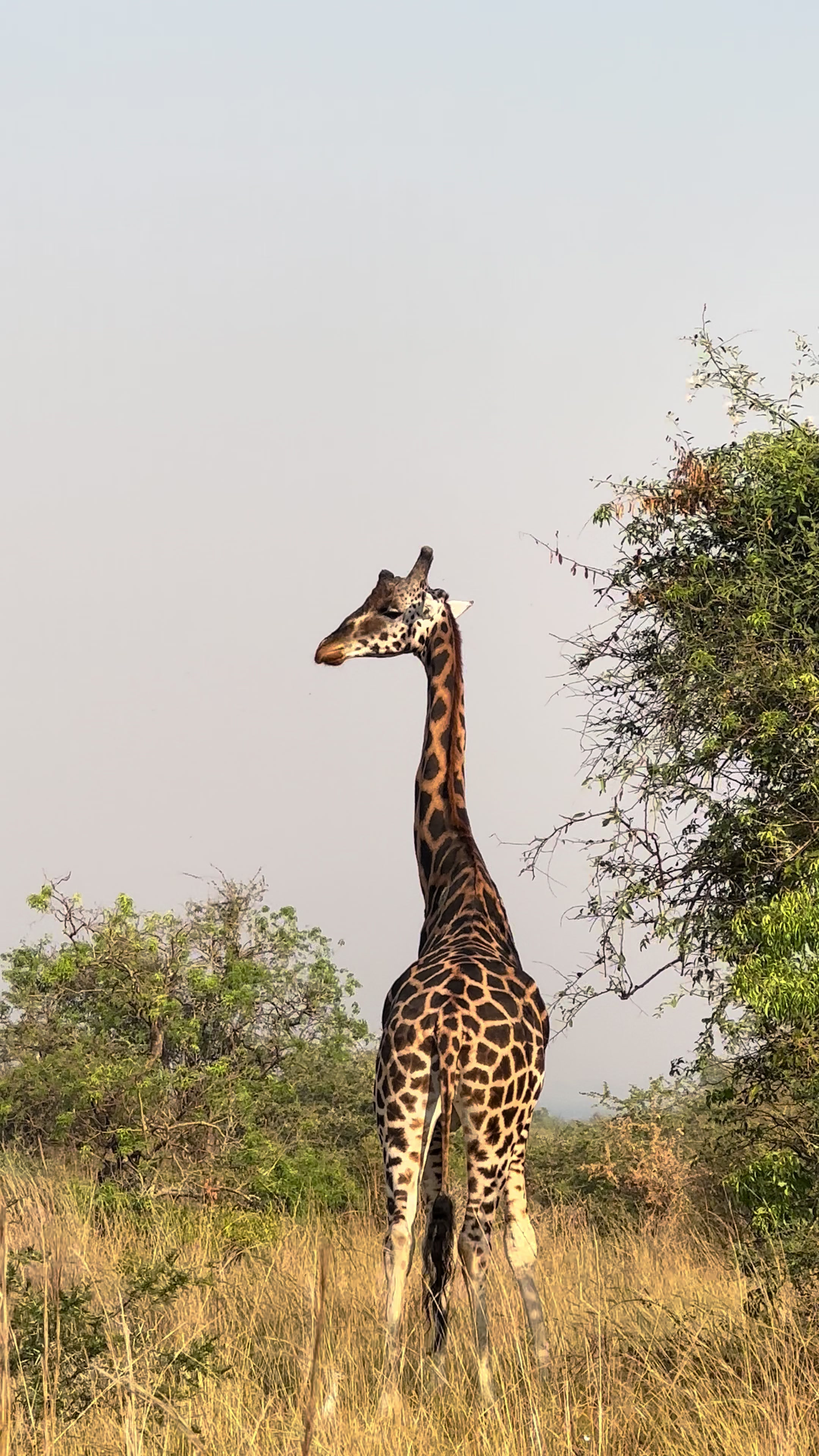 @Katland Safaris Uganda