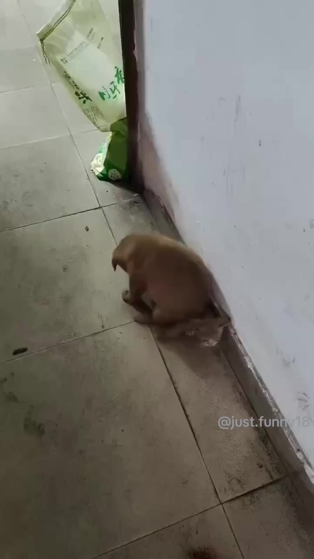 @Funny Animals😽🐶❤️