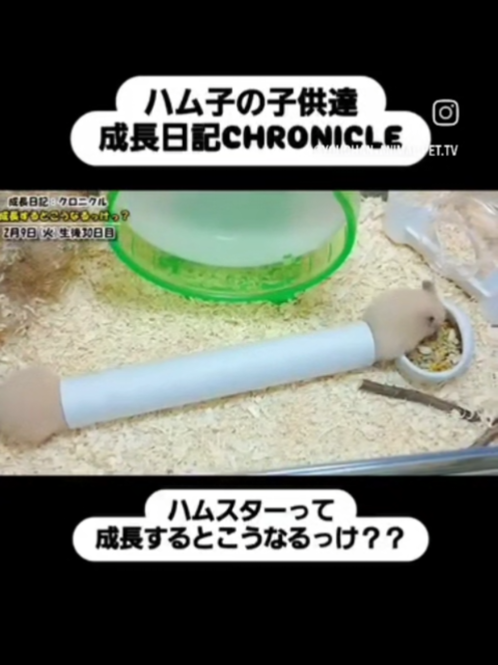 @ようちゃんAnimalPetTV