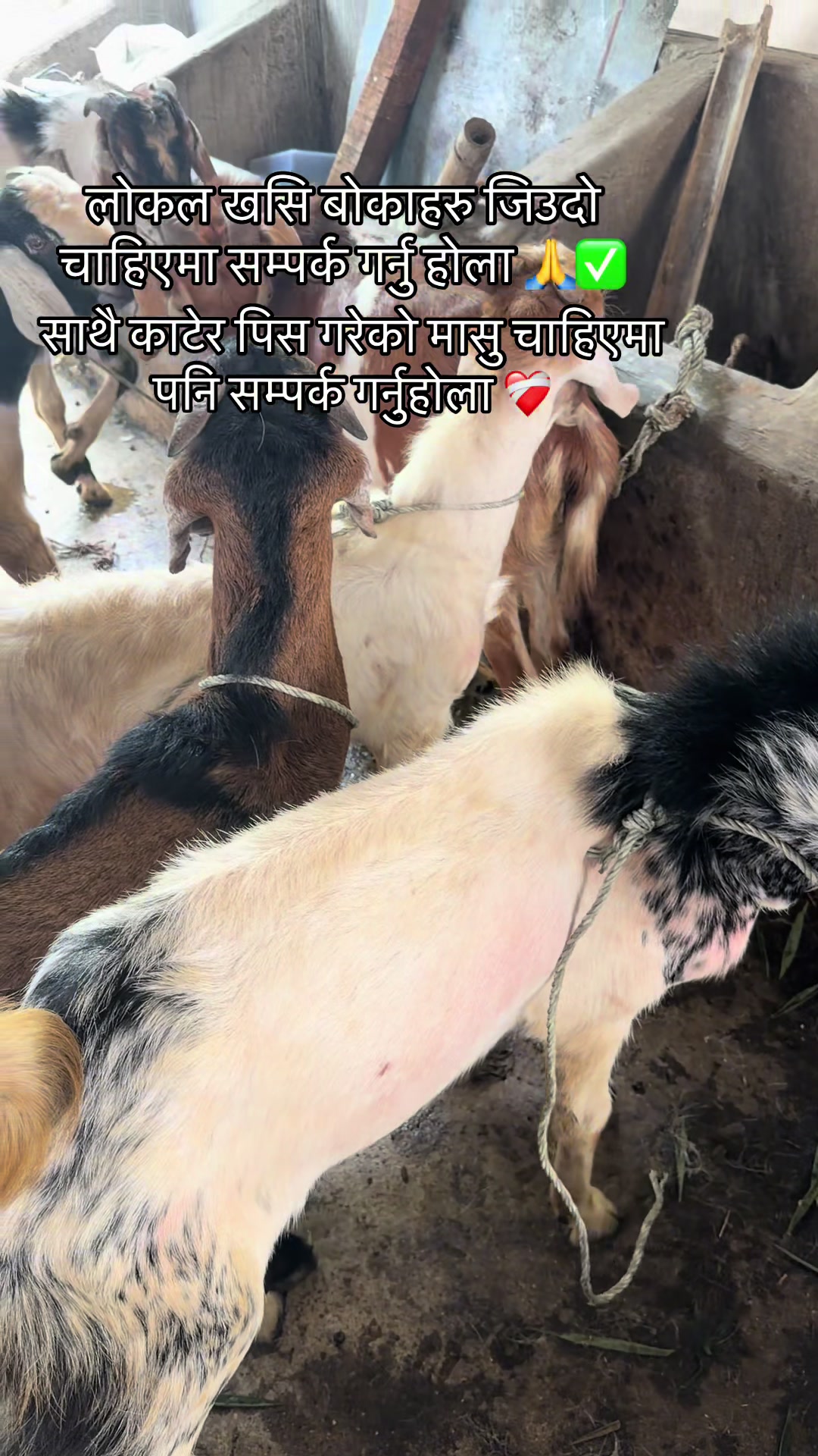 @दोस्ति टु मिट सप