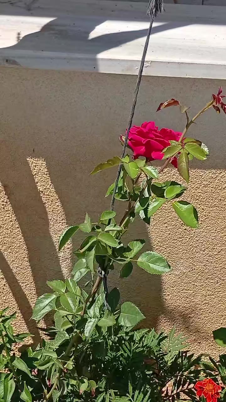 @Gazi şahin