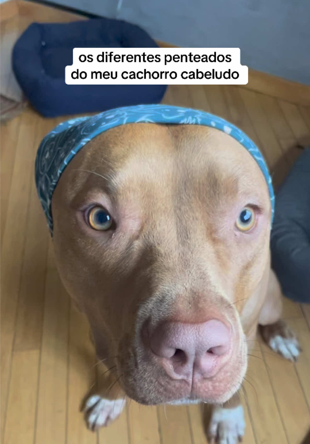@2DOGSEMEIO
