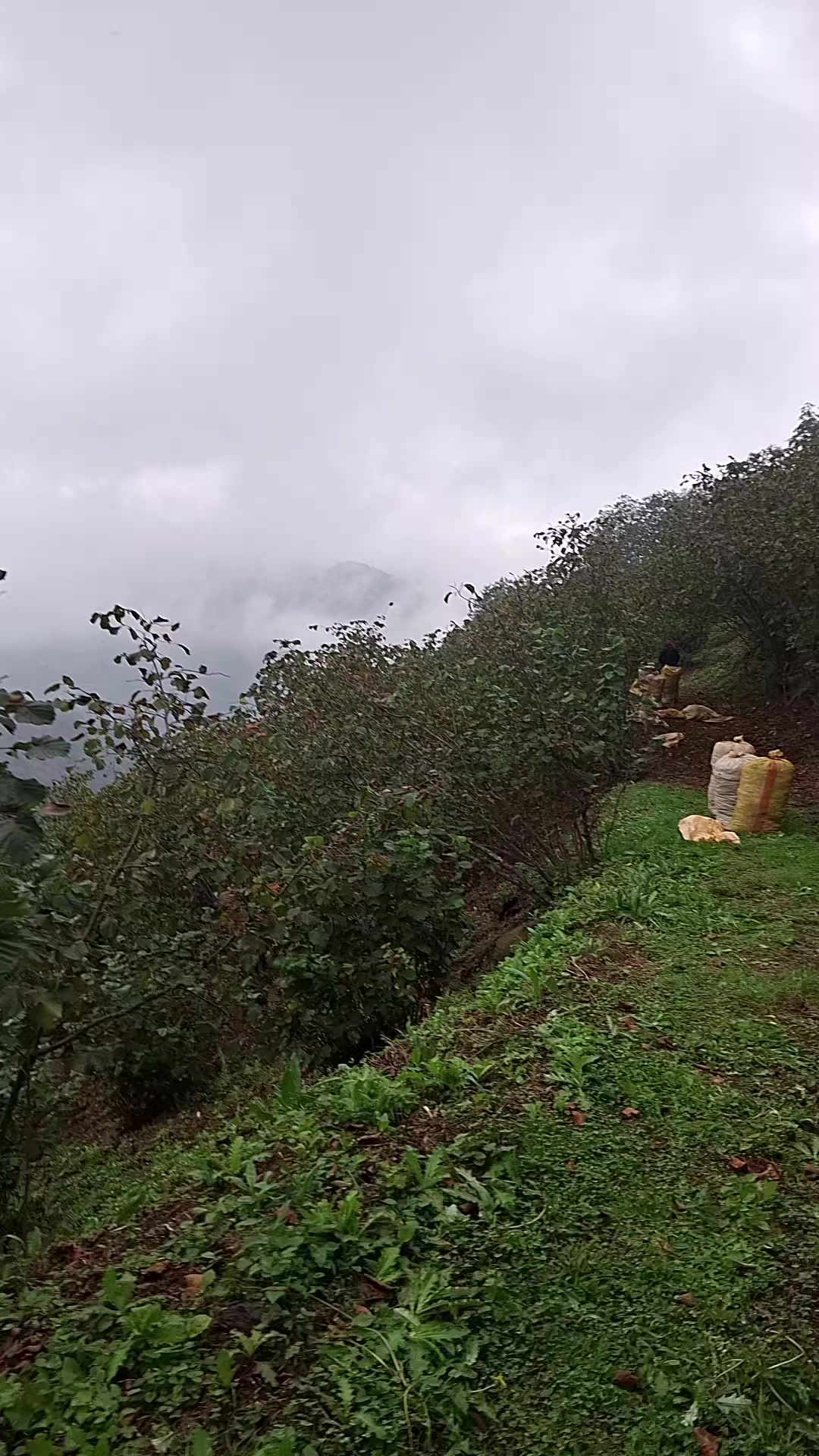@nesibe Zengin ünlü