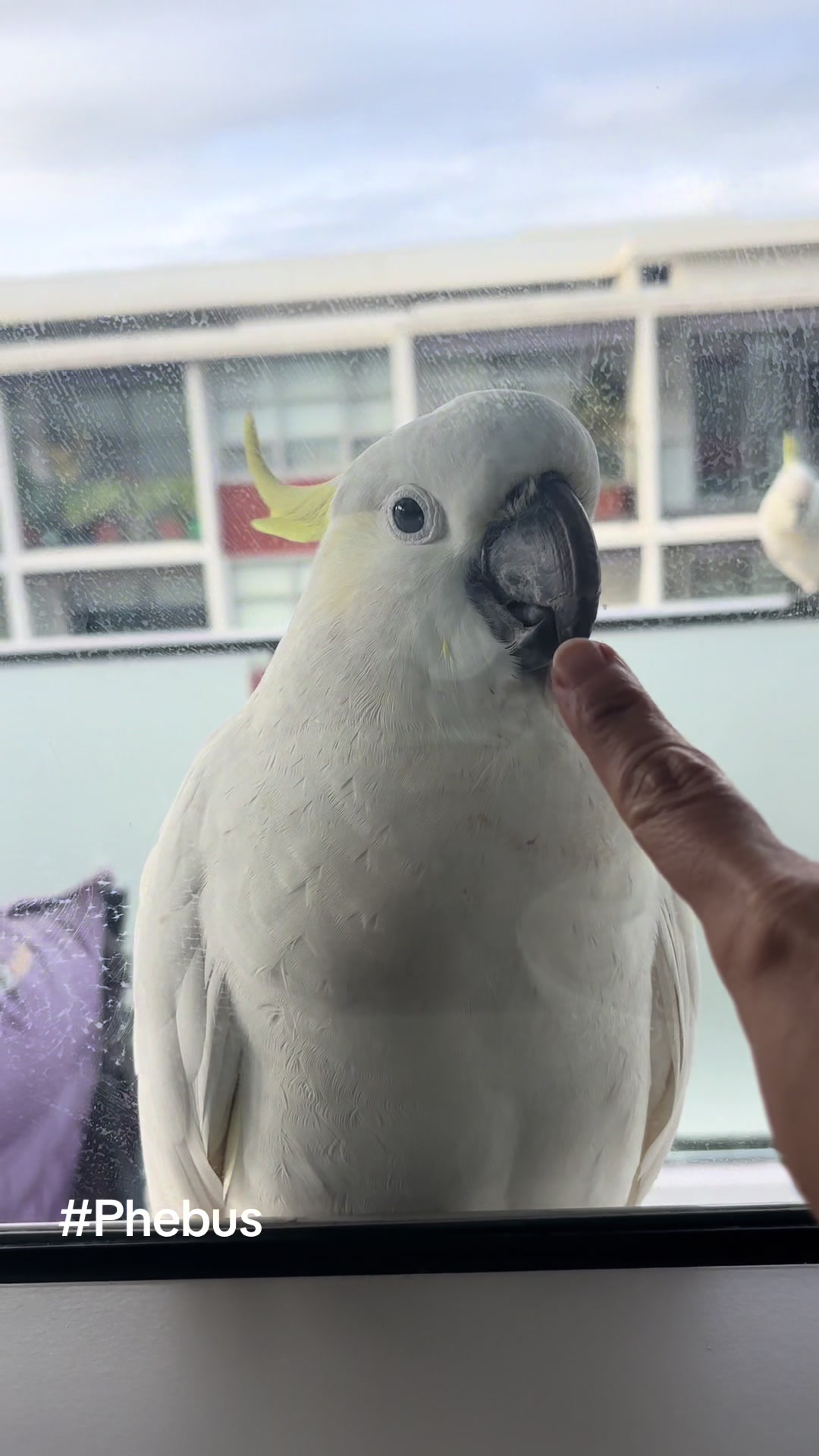 @aussie.cockatoo