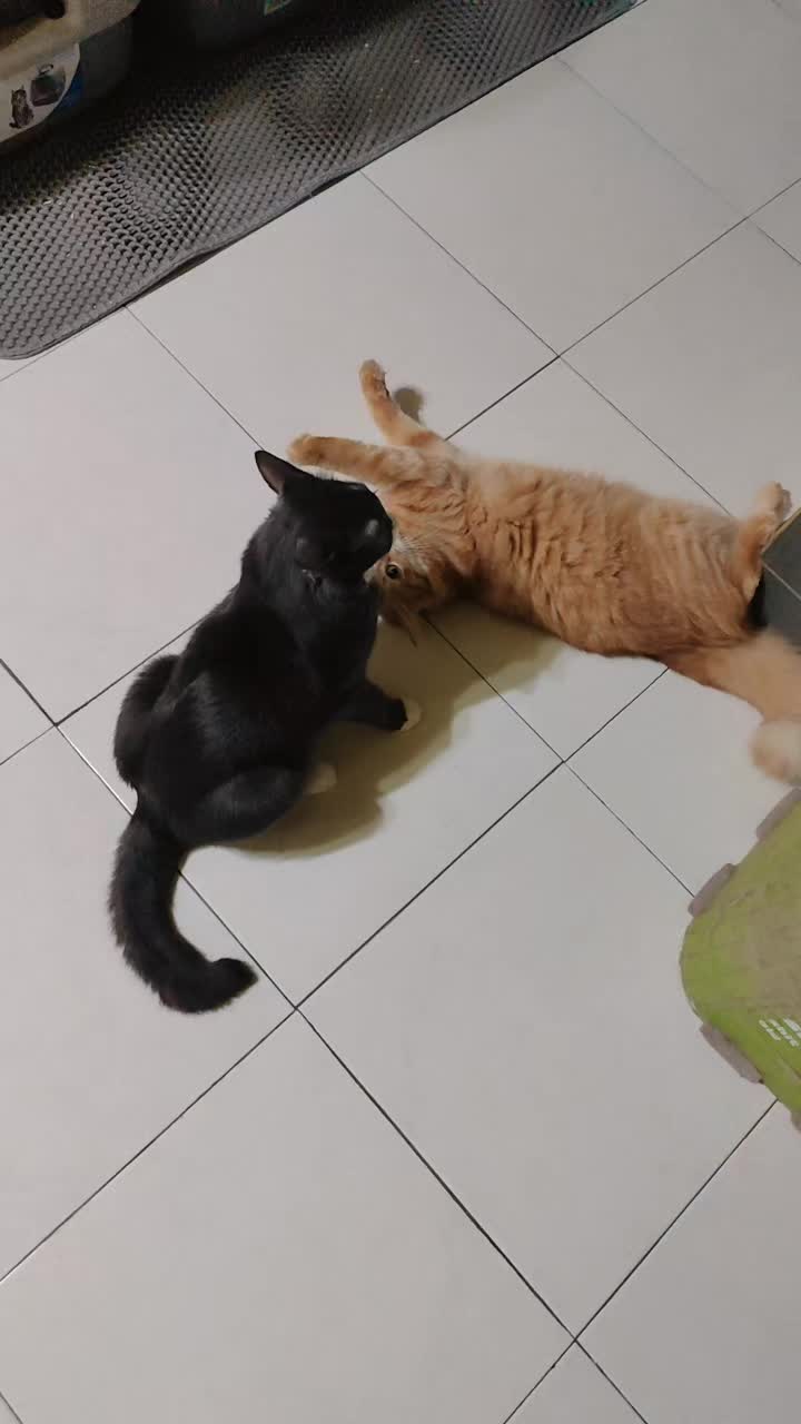 @Omma Kucing 🇲🇾🍉