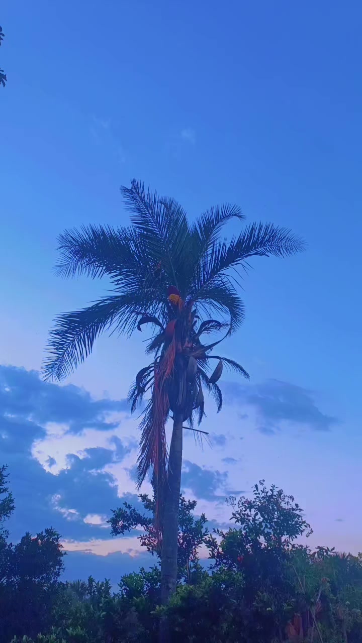 @Valtenia Moura