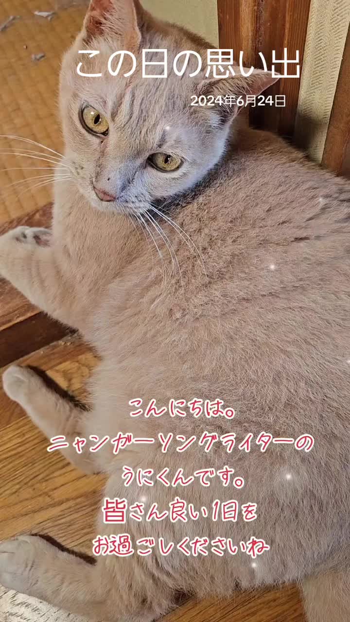 @黒猫の凱旋➿️