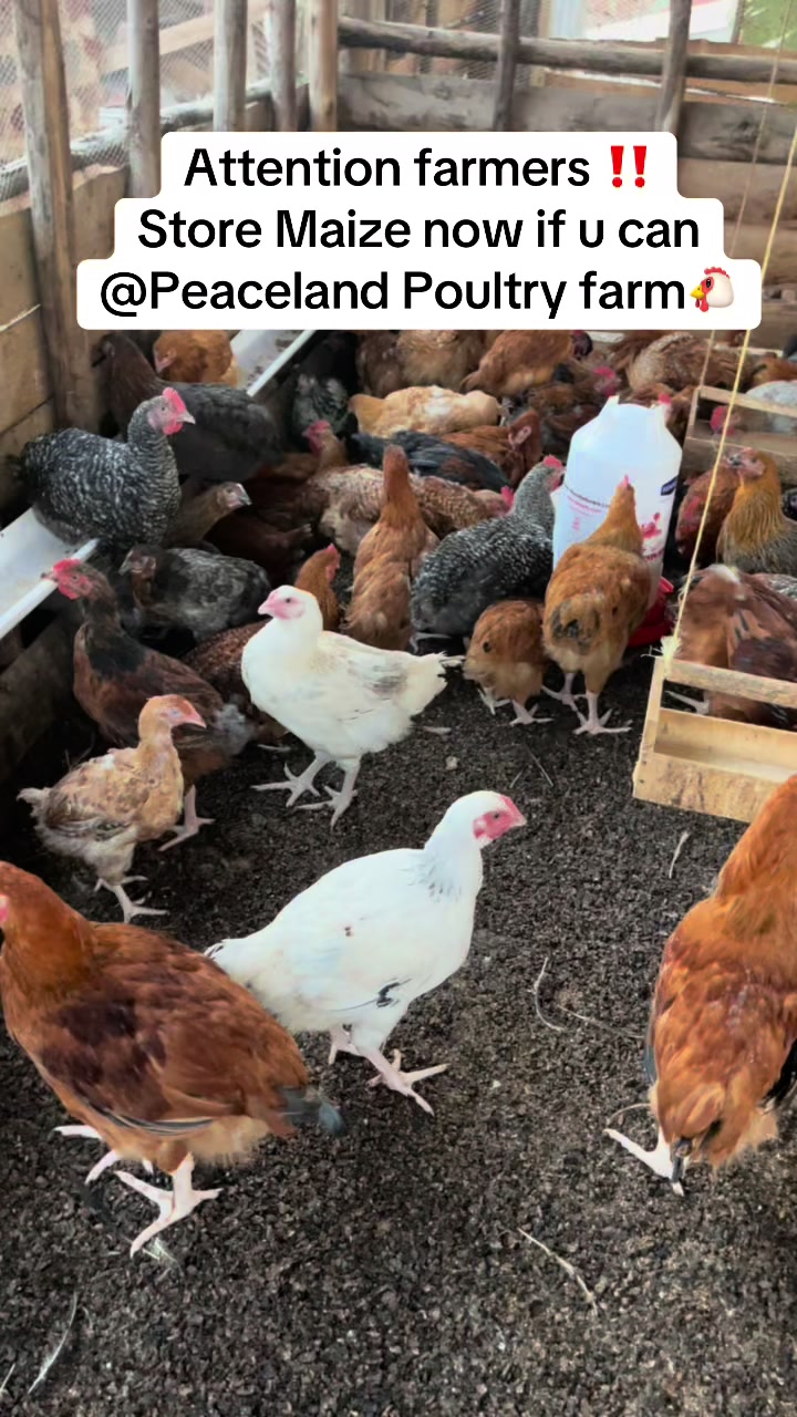 @Peaceland Poultry Farm🐔🐣🐓