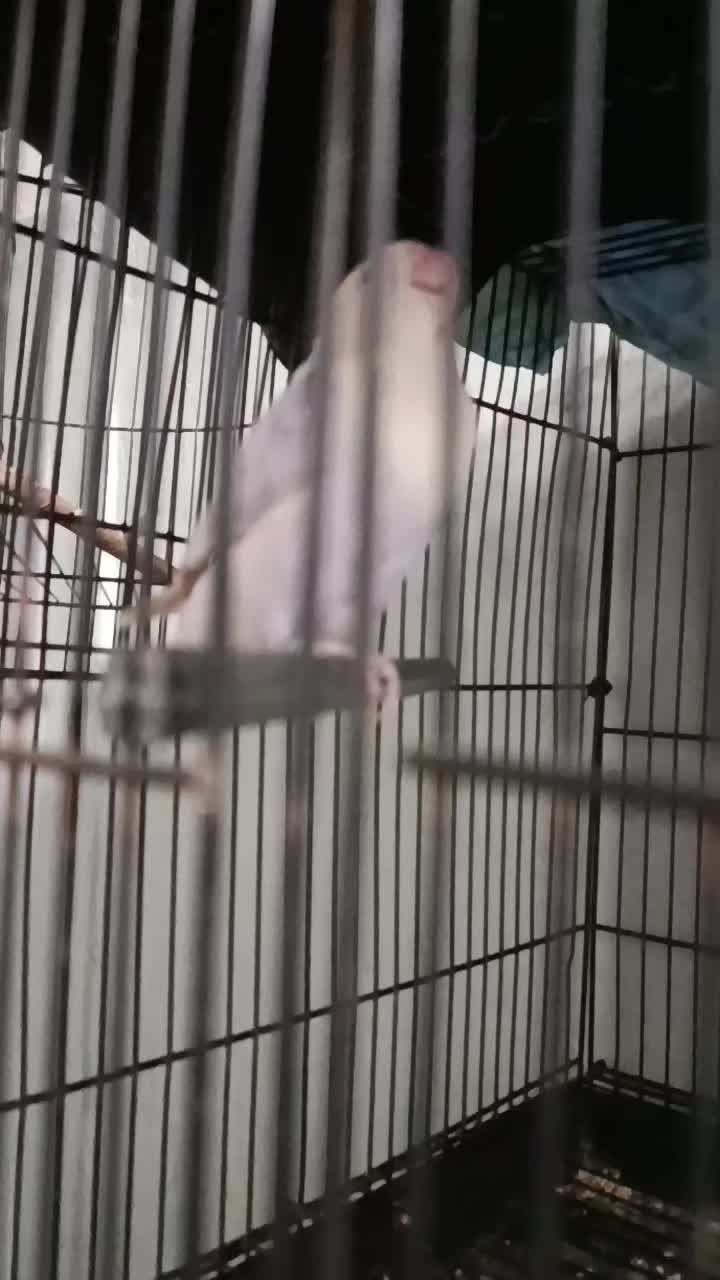 @KERABAT TERMUL
