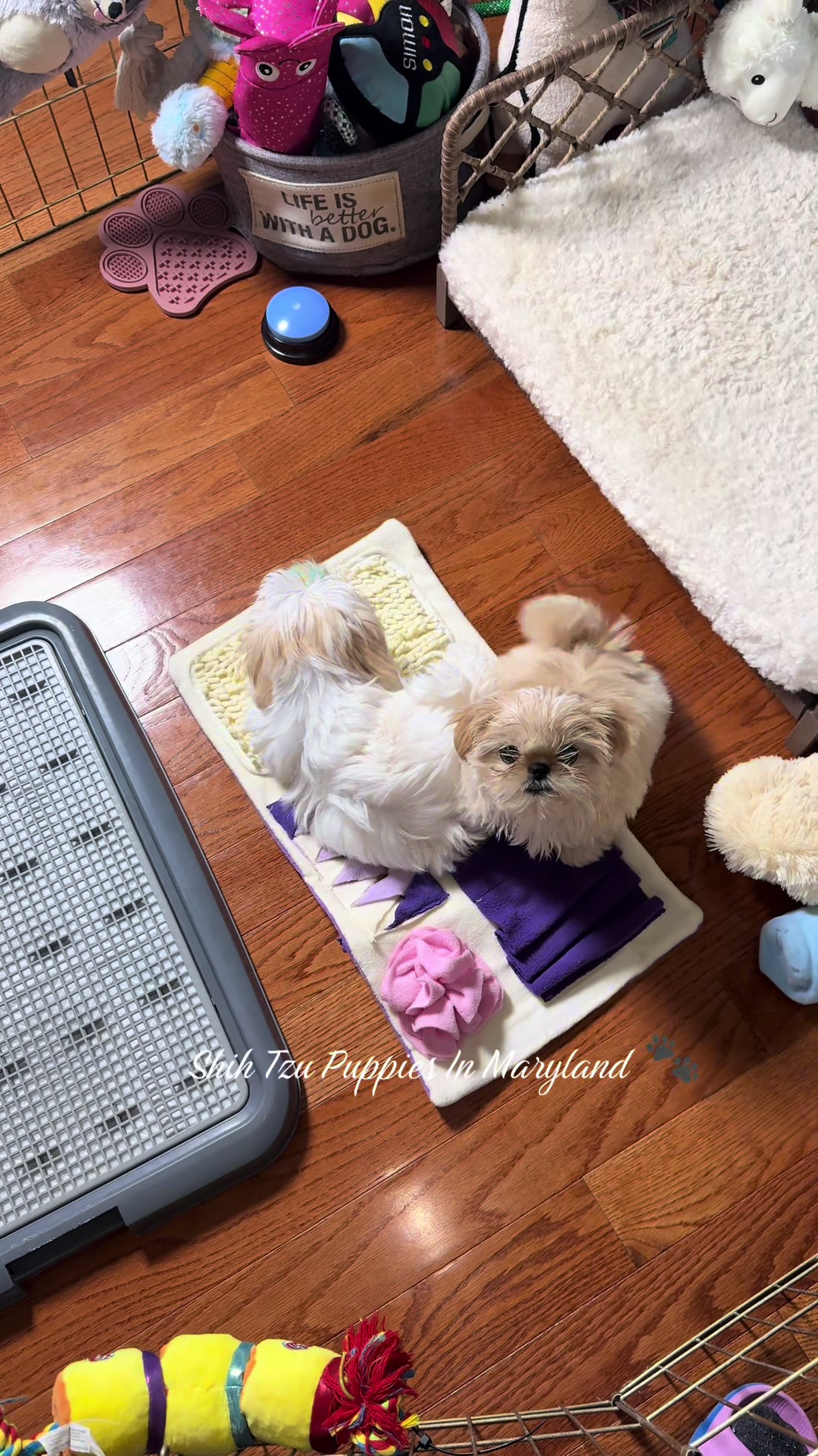 @Shih Tzu Puppies in Maryland