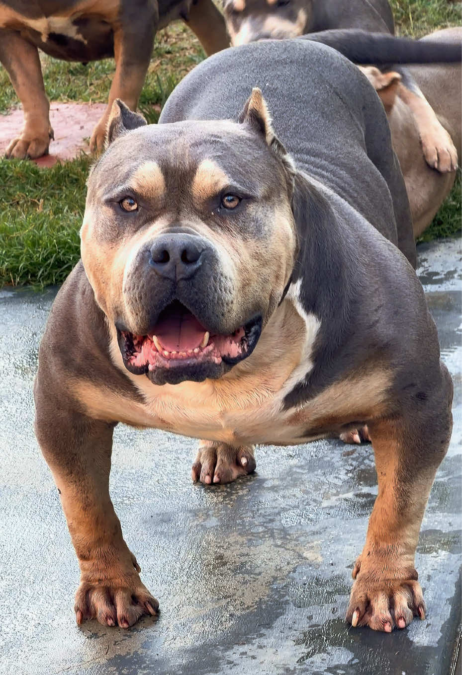 @@Dublinekennels
