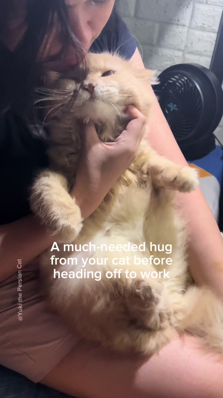 @Yuki the Persian Cat