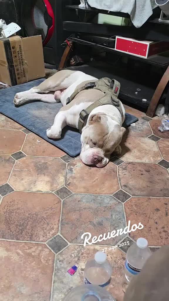 @José Yair AA