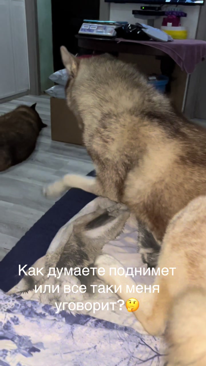 @🐕🦺Бонифаций и Арчибальд🐕