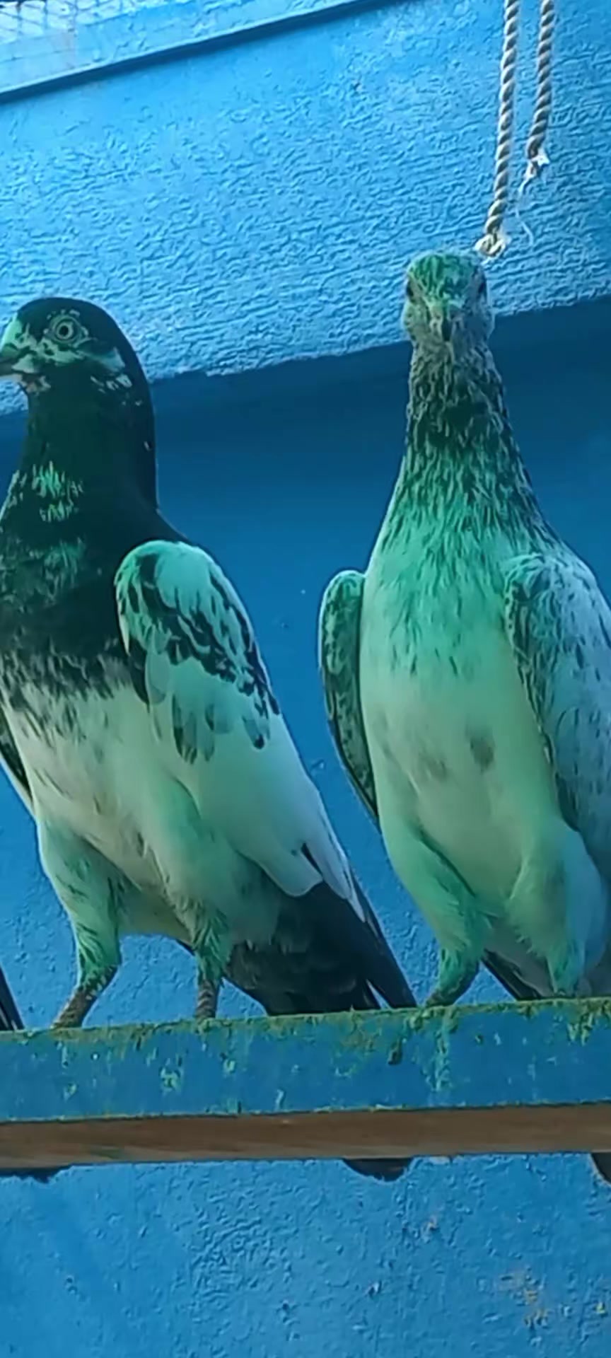 @Ranakasuripigeon