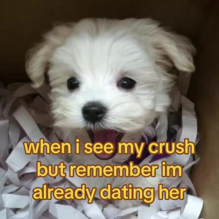 @The Bark Archive