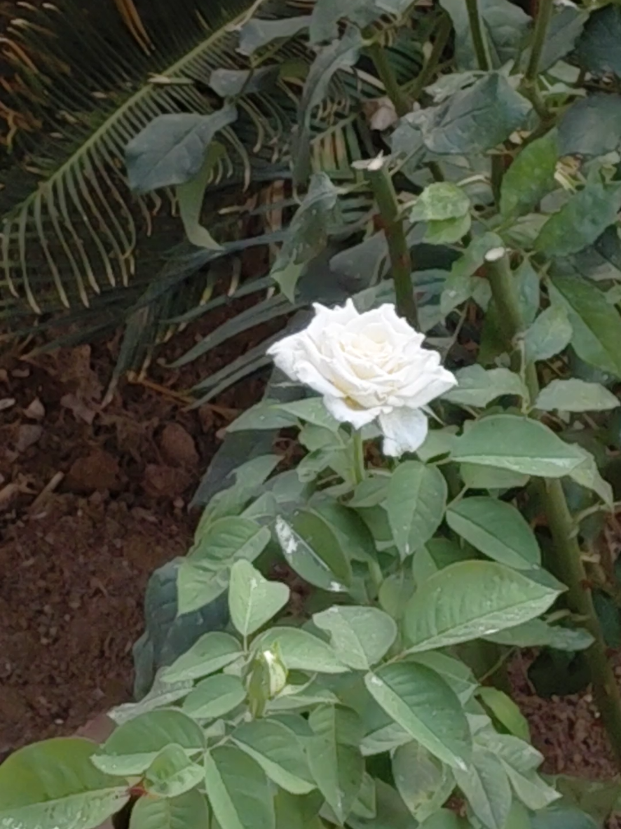 @htc8995