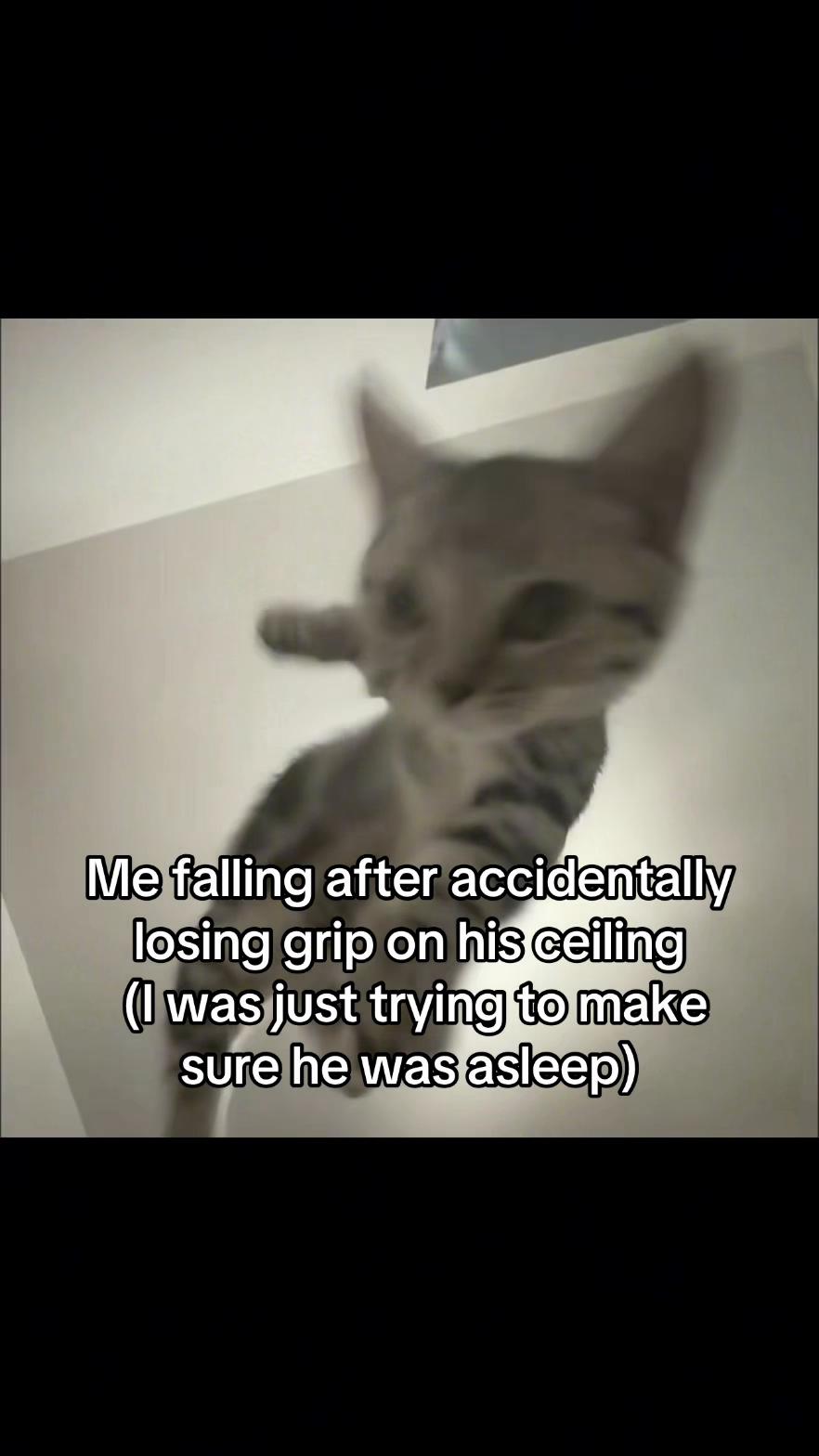 @LavanderCat