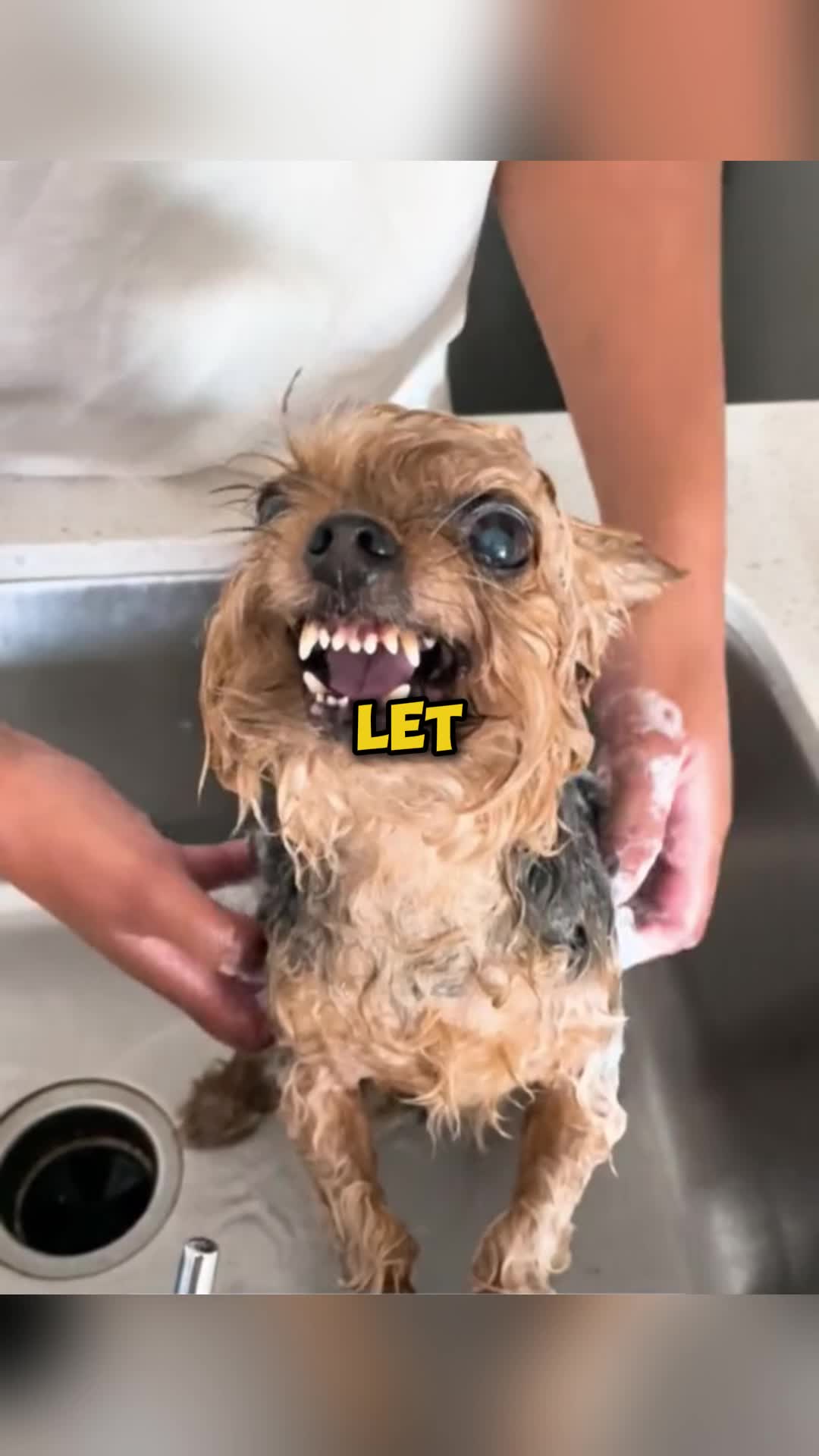 @PawblemsDaily