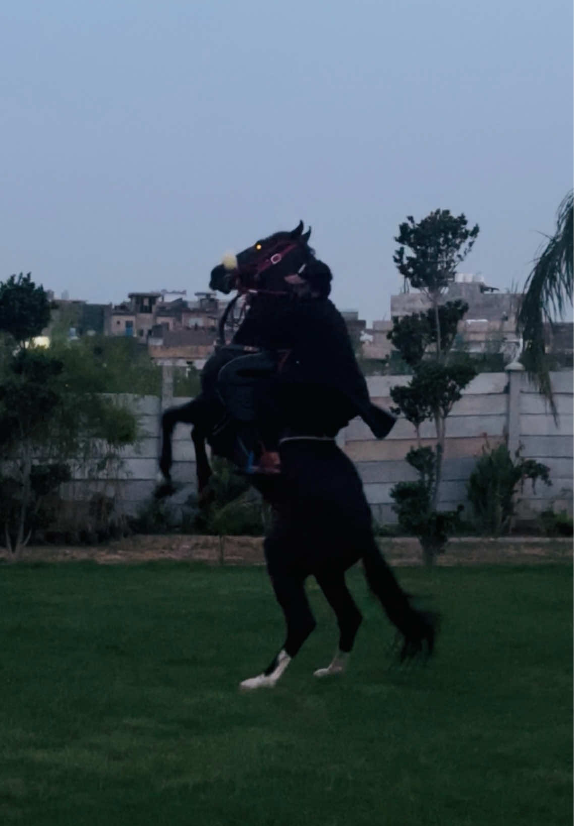 @ملک ابراھیم اعوان⚜️