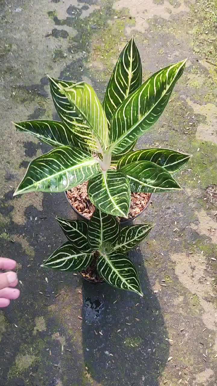 @Ronaldo_Aglaonema