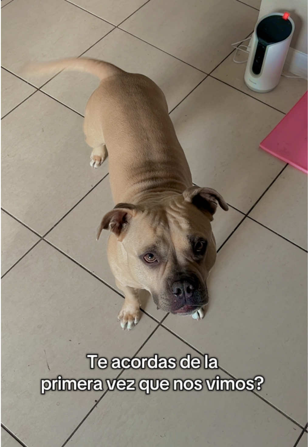 @Alexa R. Zogaib