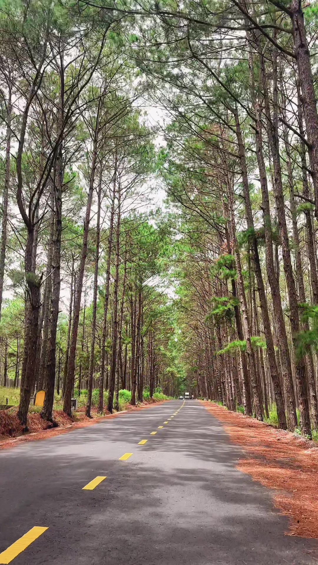 @Thảo Dran 🇻🇳🧖♀️🌳