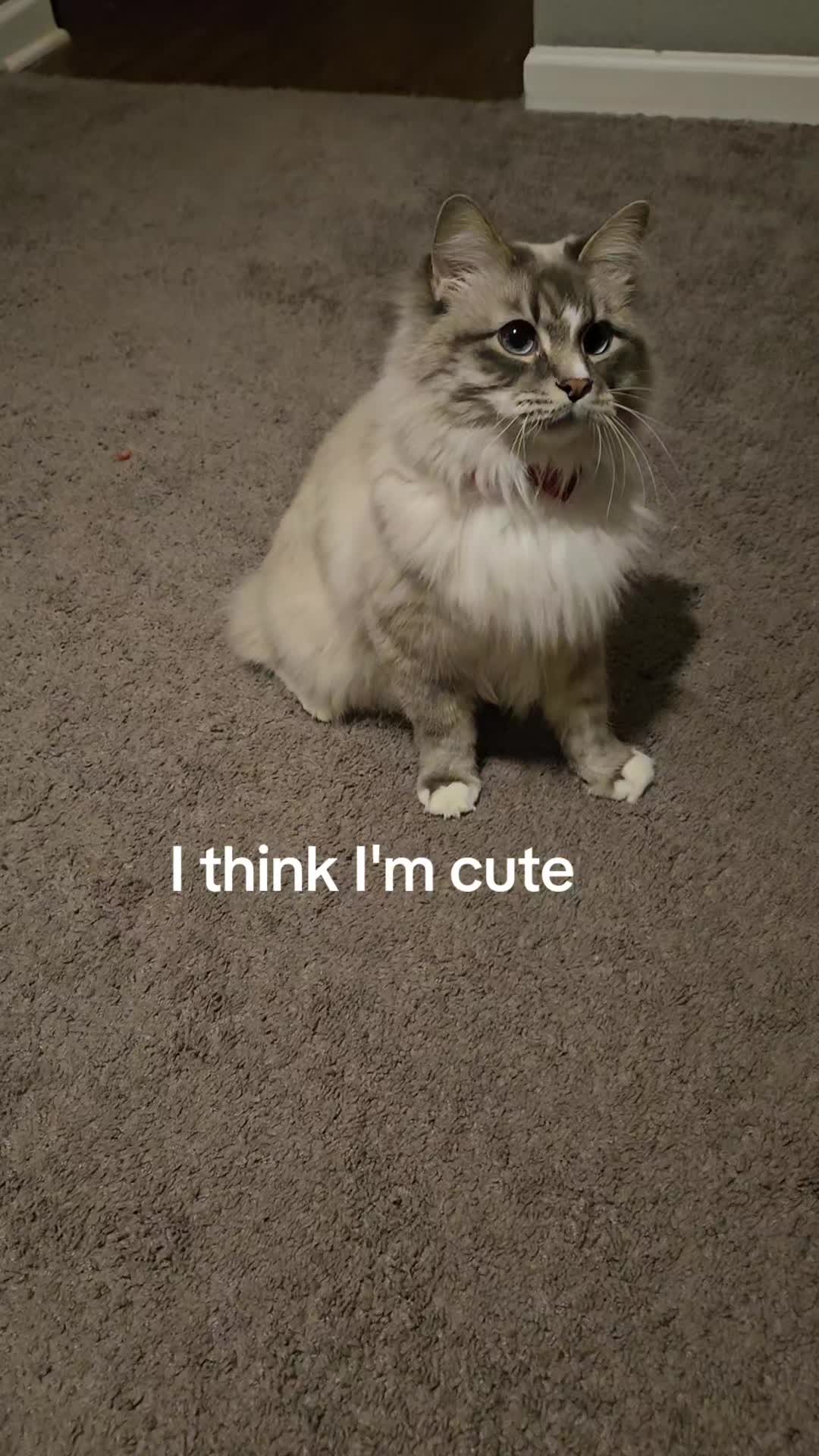 @rogerbiscuits